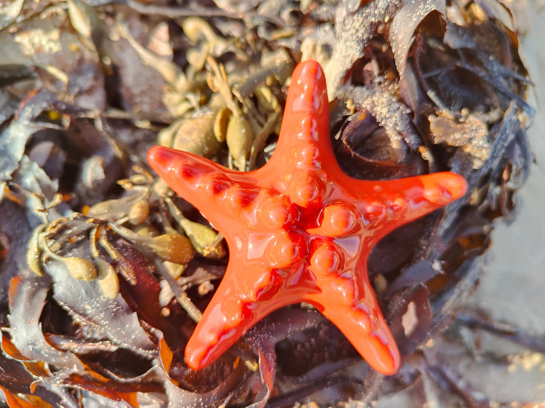 Starfish B Orange