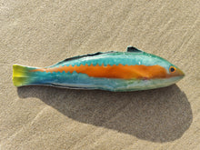 Load image into Gallery viewer, Rainbow Wrasse Small
