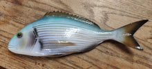 Load image into Gallery viewer, Sea Bream Gilthead Large
