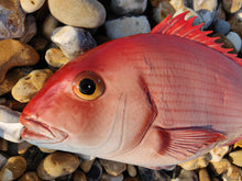 Load image into Gallery viewer, Red Snapper Large
