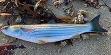 Load image into Gallery viewer, Grey Mullet
