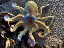 Load image into Gallery viewer, Octopus Small

