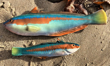 Load image into Gallery viewer, Rainbow Wrasse
