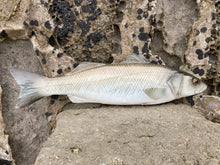 Load image into Gallery viewer, Sea Bass Large Right

