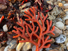 Load image into Gallery viewer, Coral Various
