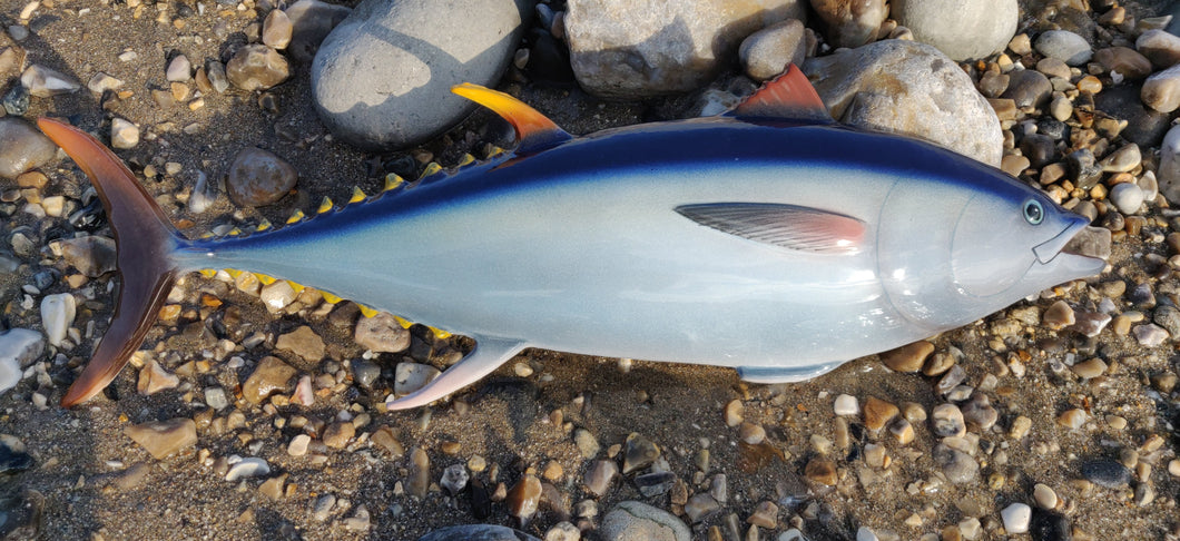 Yellowfin Tuna 65cm